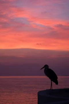 Heron at sunset Stock Photos