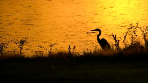 Heron at Sunset Stock Photos