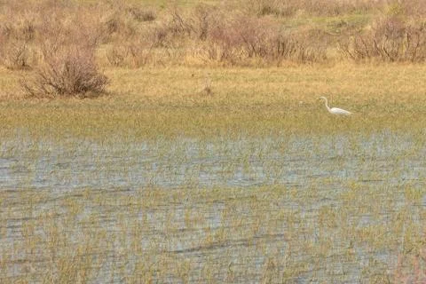 Heron on the swamp of the Kazakh steppes Stock Photos