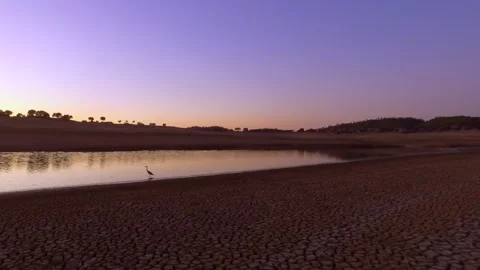 Heron takes flight over drought river at sunset 库存影片 316840979