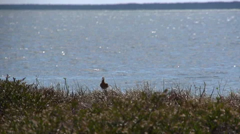 The heron takes off. Slow motion Stock Footage 54895682