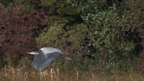 Heron Taking Flight Stock Footage 80399939