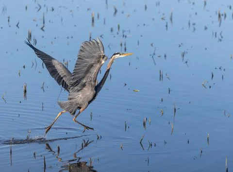Heron Taking Flight Over Reflective Water Fotos de archivo