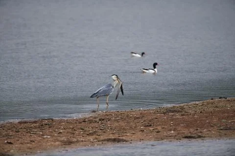Heron taking it's found eel away Stock Photos