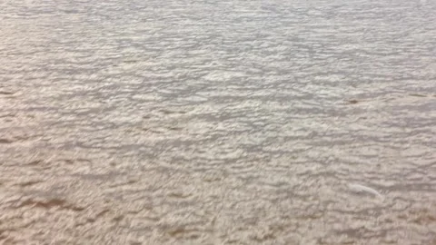 Heron Taking Off Over the Chao Phraya River, Bangkok Stockbeeldmateriaal 331334902