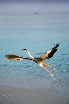 Heron taking off Stock Photos