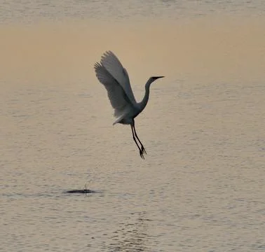 Heron Taking Off Stock Photos