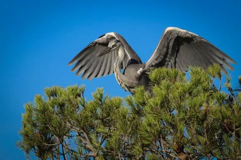 Heron taking off from a tree Stock Photos