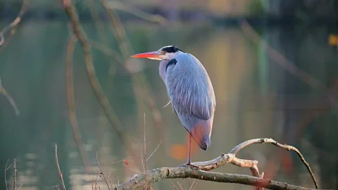 Heron on a tree branch on winter sunset, one leg only visible. Stock-Footage 324474773