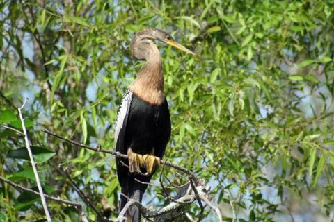 Heron in tree in everglades Stock Photos