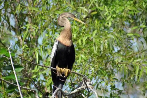 Heron in tree in Everglades Foto stock