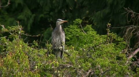Heron tree Video stock 500869