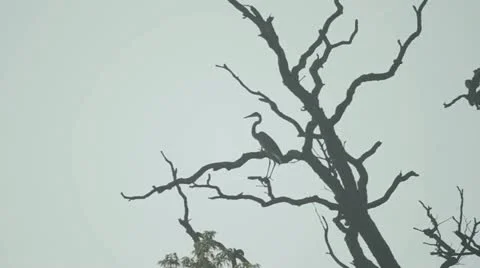 Heron in a Tree Vidéo 11820471