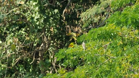Heron on the tree Stock Footage 47793077