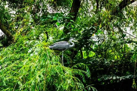 Heron on the tree Stock Photos