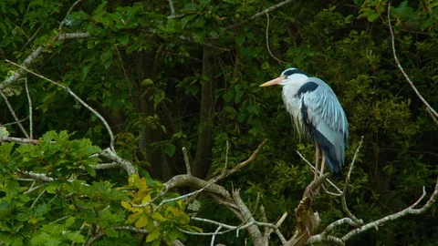 Heron in tree scratching its neck with beak Stock Footage 114497999