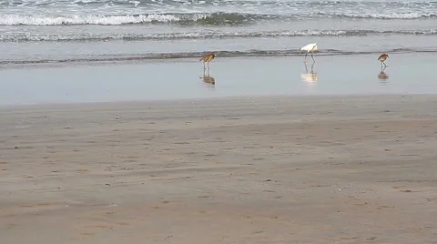 Heron on a tropical sea beach Stock Footage