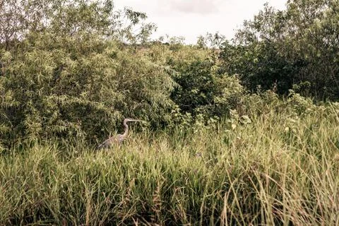 Heron is trying hide in a grass Foto stock
