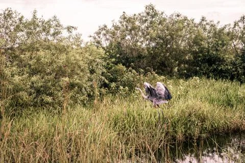 Heron is trying hide in a grass Stock Photos