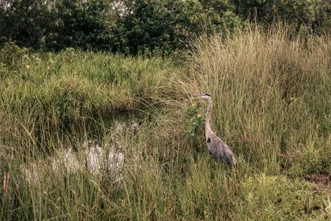 Heron is trying hide in a grass Stock Photos
