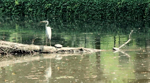 Heron, Turtle and a Duck Stock Footage 24897245