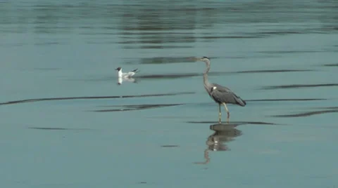 Heron Wading Fish Jumps 動画素材 36865477