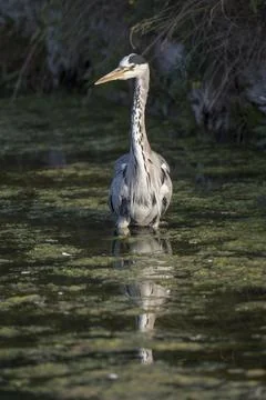 Heron wading through the algae pond Stock Photos