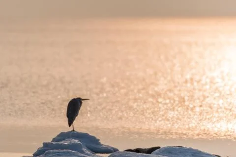 Heron waiting for springtime Stock Photos