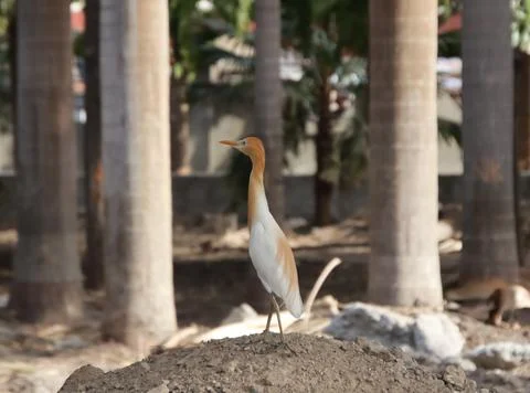 The heron is walking Stock-Fotos