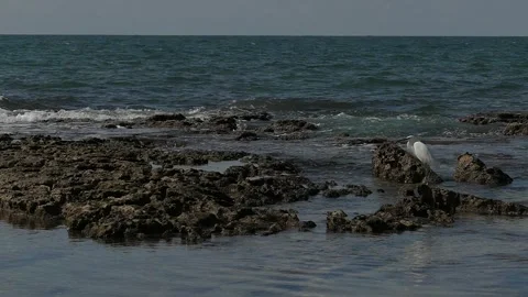 Heron walking on the sea Stock Footage 264336051