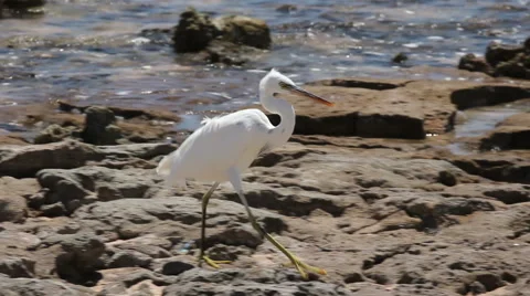 Heron walking on the seashore. 7 seconds 스톡 동영상 46841768