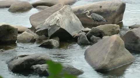 Heron walking in shallow water between large rocks in river - hd - 1920x1080 Stock Footage 11060032