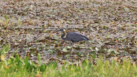 Heron walking through lily pads 4K Stockbeeldmateriaal 285115686