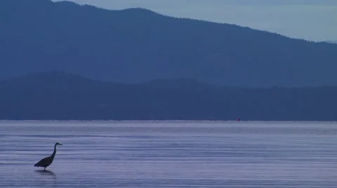 Heron walking in water, Canada Stock Footage 60690944