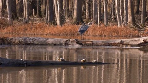 Heron walks down log 4K Stock Footage 100433966