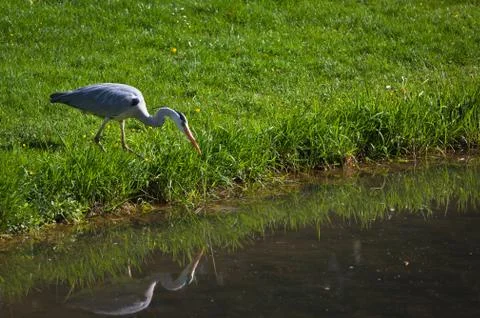 Heron watching for lake Stock Photos