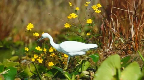 Heron White Stock Footage 12576392
