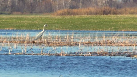 Heron in the wild Stock Footage