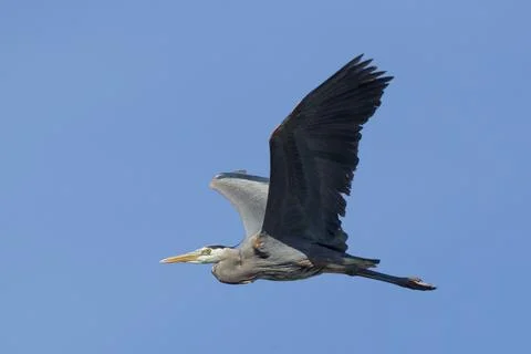 Heron with wings spread in sky. Stock Photos