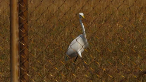 Heron in yellow grass Stock Footage 243173366