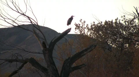 HeronFliesFrom Perch Stock Footage 298760