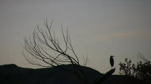 HeronInSillouhette Stock Footage 298704