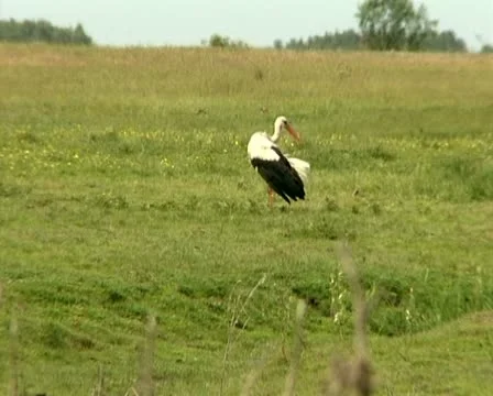 Heronl Stock Footage 12652545