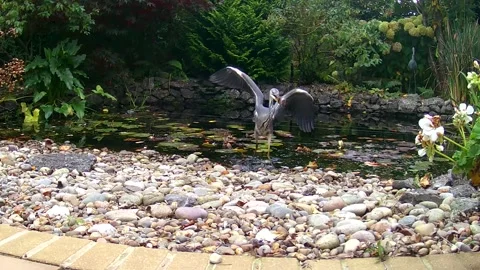 HeronPond1920 Stock Footage 320126934