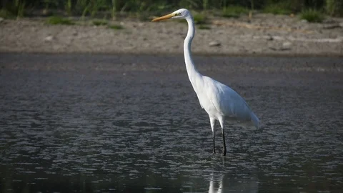 Herons (Aironi) in comparison in the pond 4K- Italian nature Video stock 119831768
