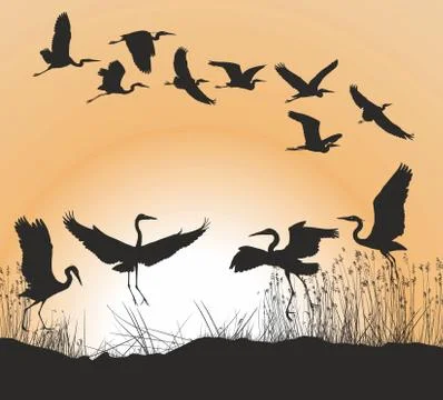 Herons and Geese Stock Illustration