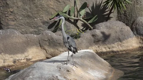 The herons (Ardeidae) Stock Footage 64766215