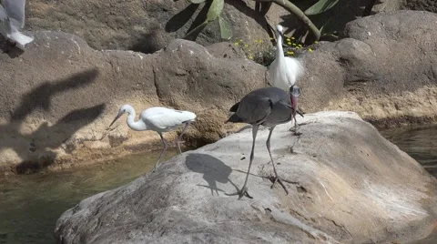 The herons (Ardeidae) Stock Footage 64766220
