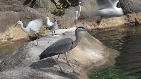 The herons (Ardeidae) Stock Footage 64766235