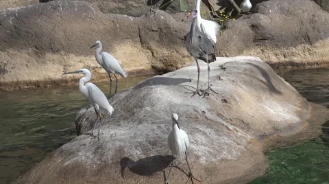 The herons (Ardeidae) Stock Footage 64766270